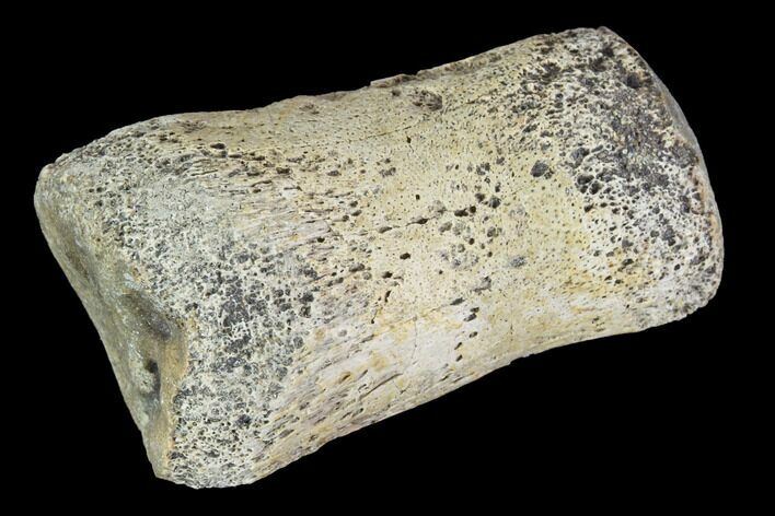 Hadrosaur Finger Bone - Alberta (Disposition #-) #95159